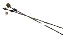 GEMS SENSORS WEB0002184